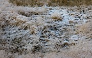 Snowy Grass 19-9694